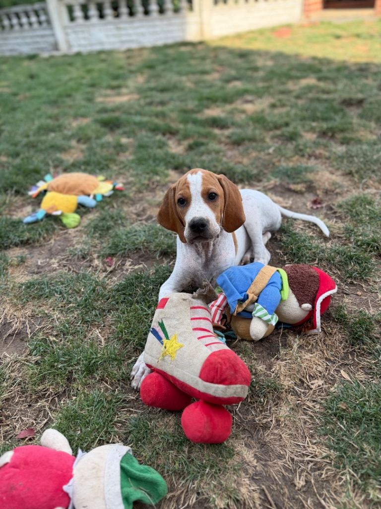 Gorgeous English Pointer pups looking for new homes 