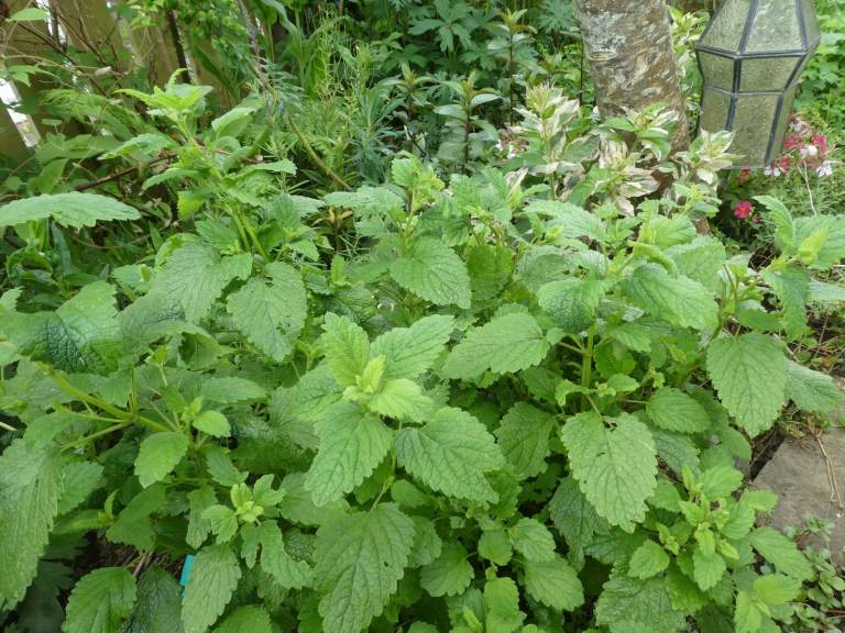 Plants or seeds of Lemon Balm, Melissa officinalis (make your own tea!) from Touchwood Plants