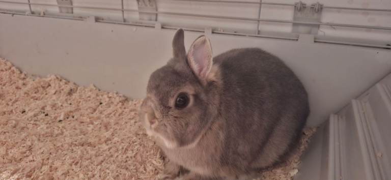 Netherland dwarf Female & Cage 