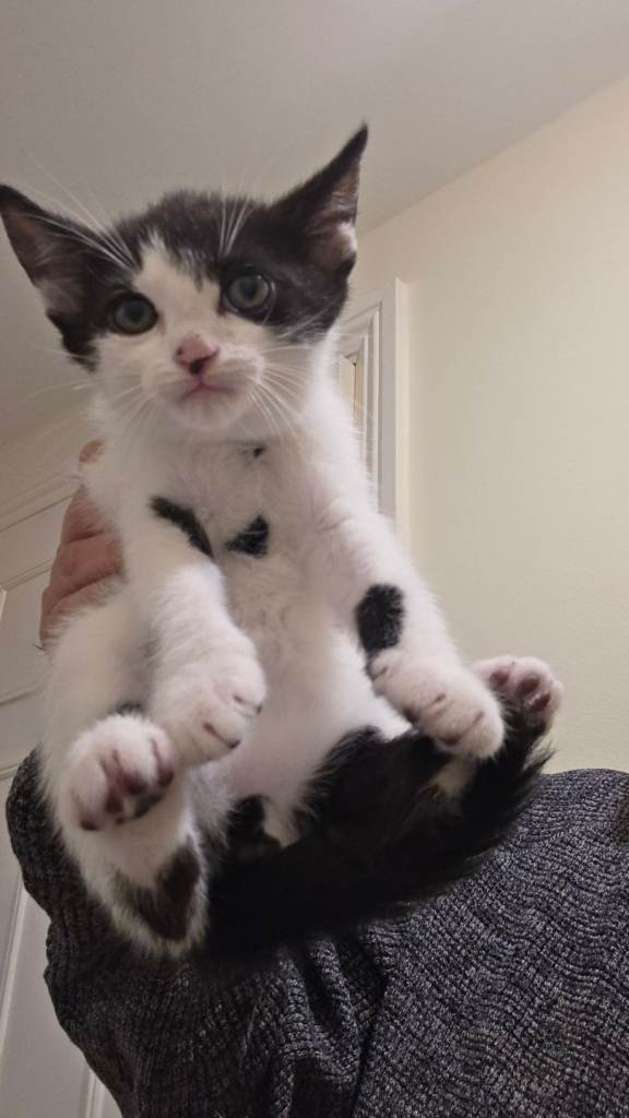 Lovely kittens ready now