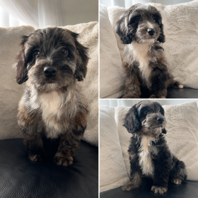 F1 Health tested cockapoo puppys 😍🔥⭐️
