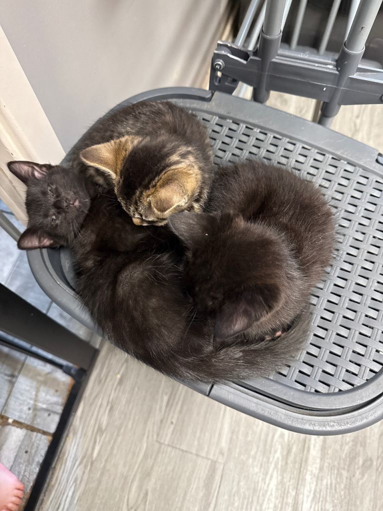 10 week old kittens 
