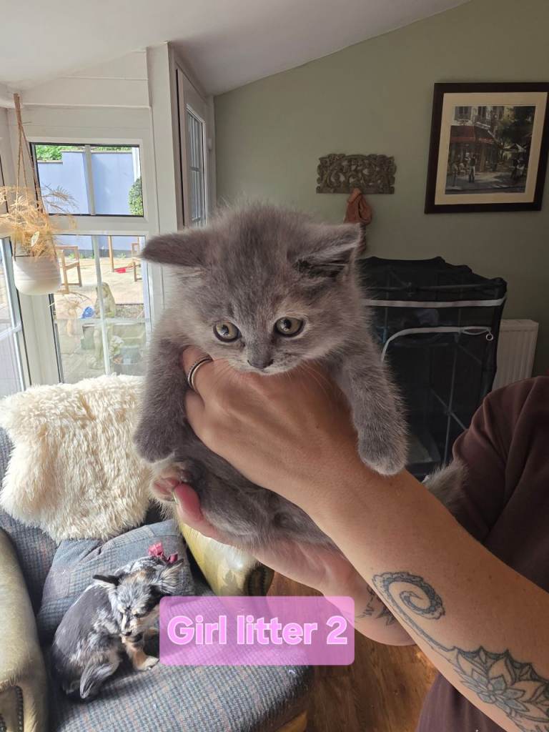 British shorthair kittens 