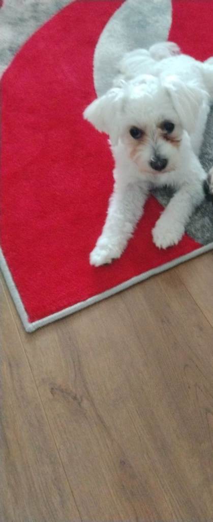 Maltese 