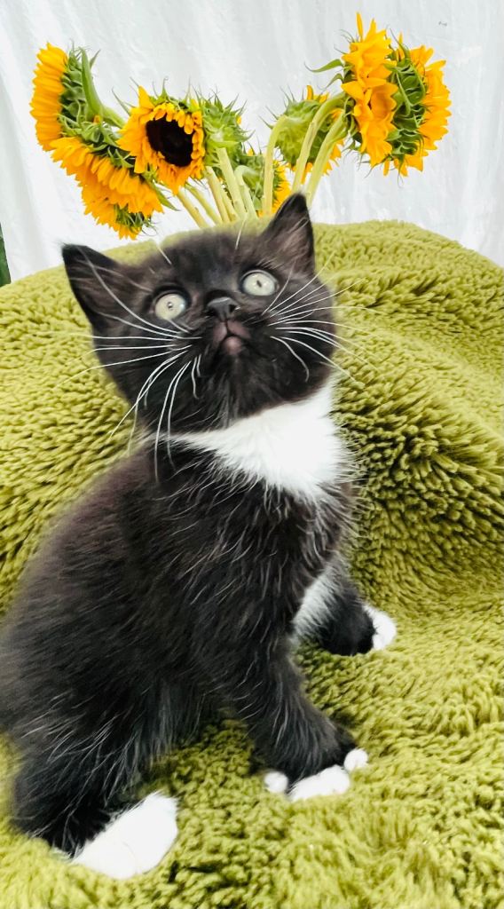 Super friendly Himalayan kittens ready to go