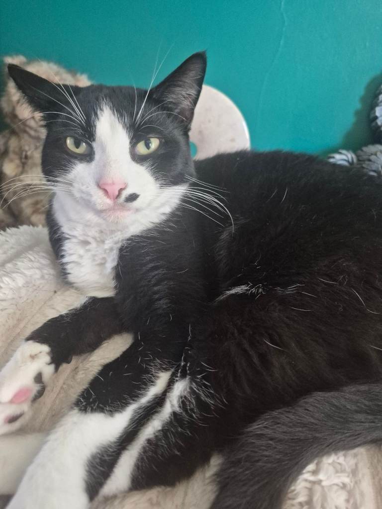 Male cat