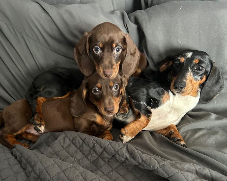 Miniature dachshund 