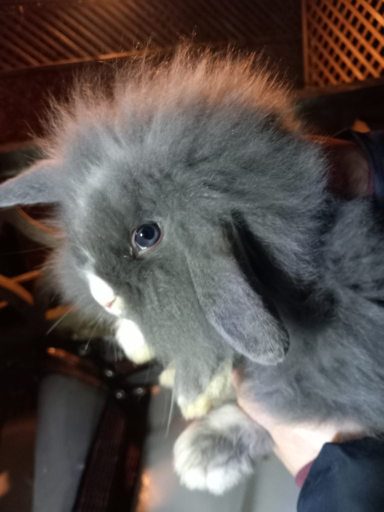 MIXED COLOURS*BLUE & BROWN EYED DOUBLE MANED LIONHEAD x CASHMERE MINILOPS