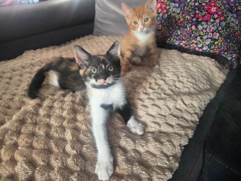 Sweet and cuddly kittens