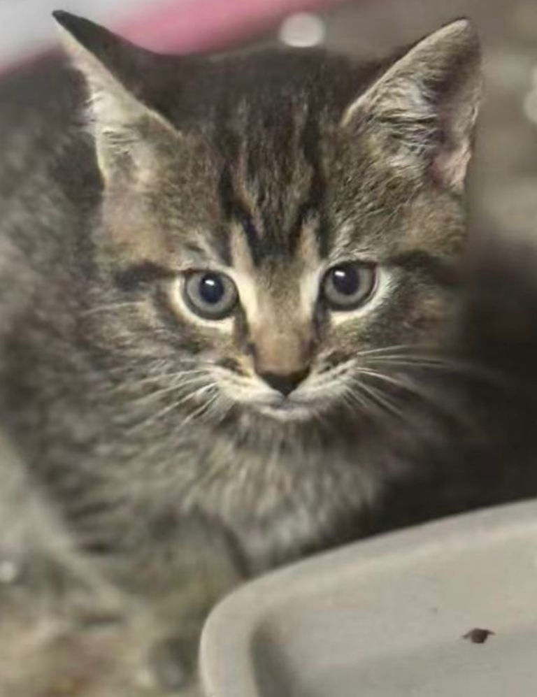 kitten 