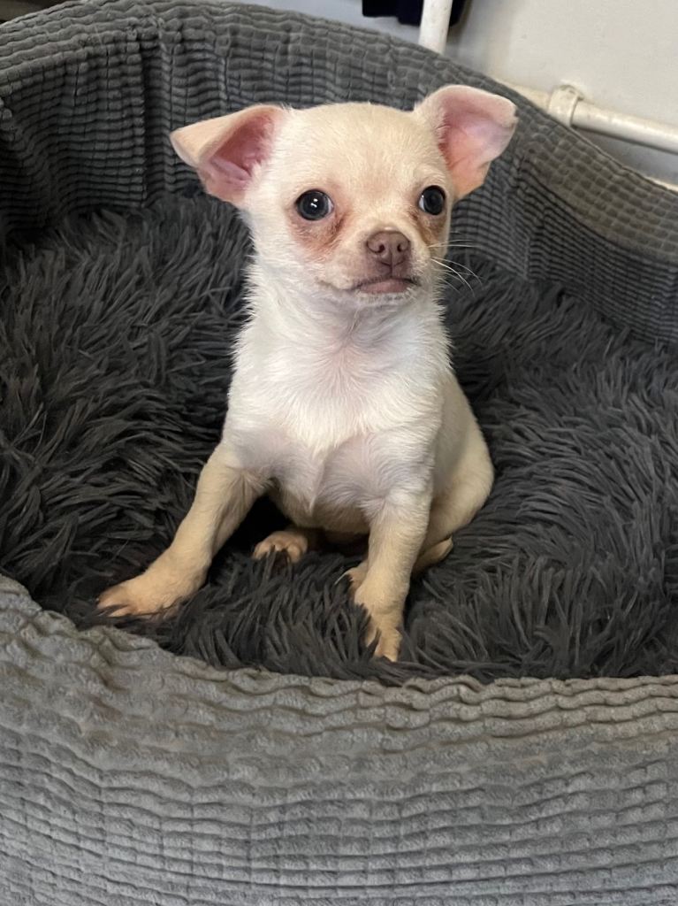 chihuahua boy  ready to leave 