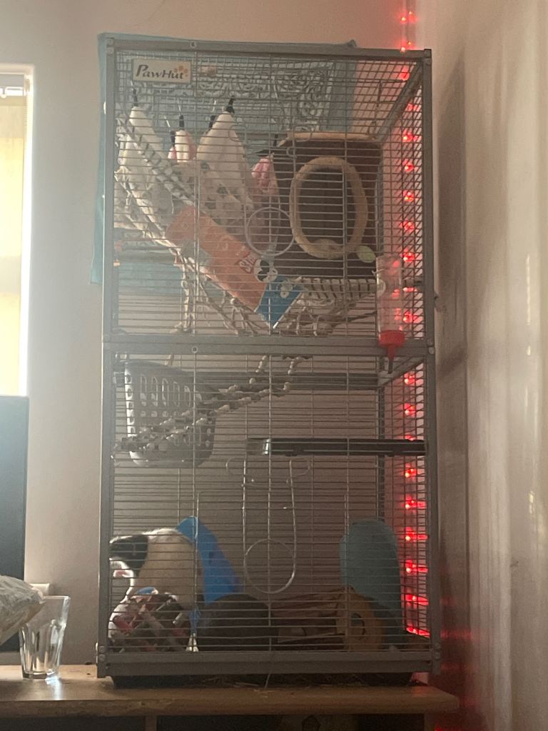 Large Multi-Level Pet Cage with Accessories