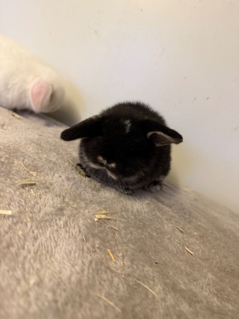 Pure breed mini lop rabbits for reserve 