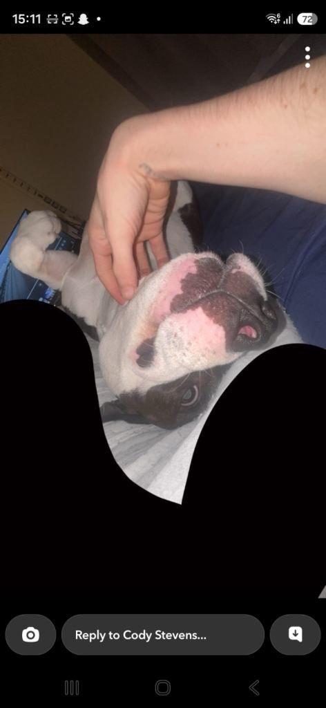 2 and a half year old staffy x American bulldog 