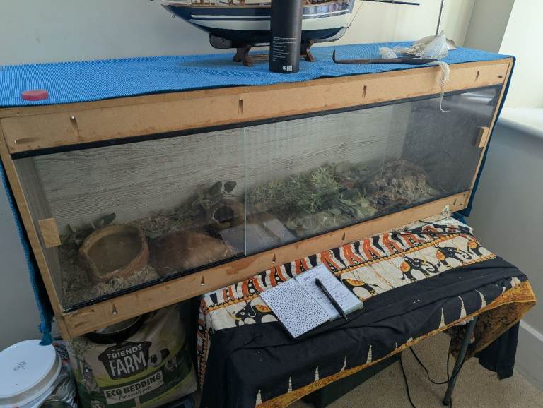 Adult corn snake with vivarium 