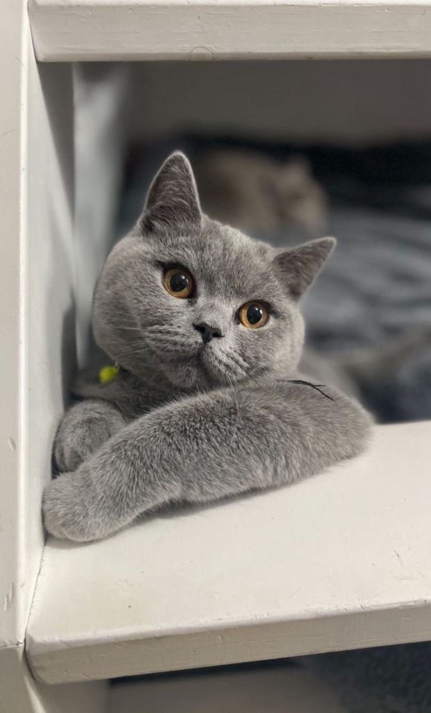 GREY BRITISH SHORTHAIR MALE CAT KITTEN 1 YEAR OLD