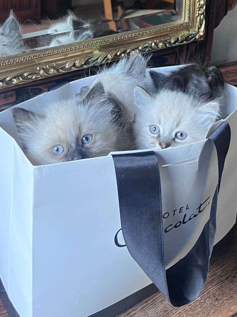 🐾 Stunning Siberian Kittens 🐾