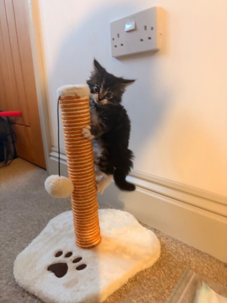 Kitten for re homing 