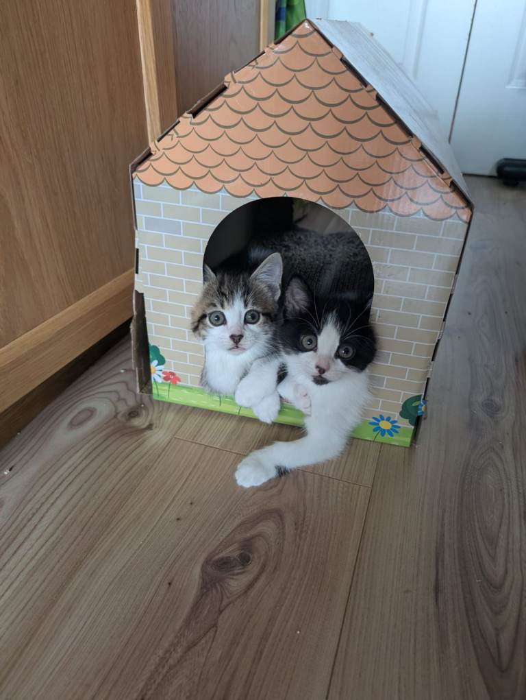 🐾 Adorable Kittens Looking for Their Forever Homes! 🐾