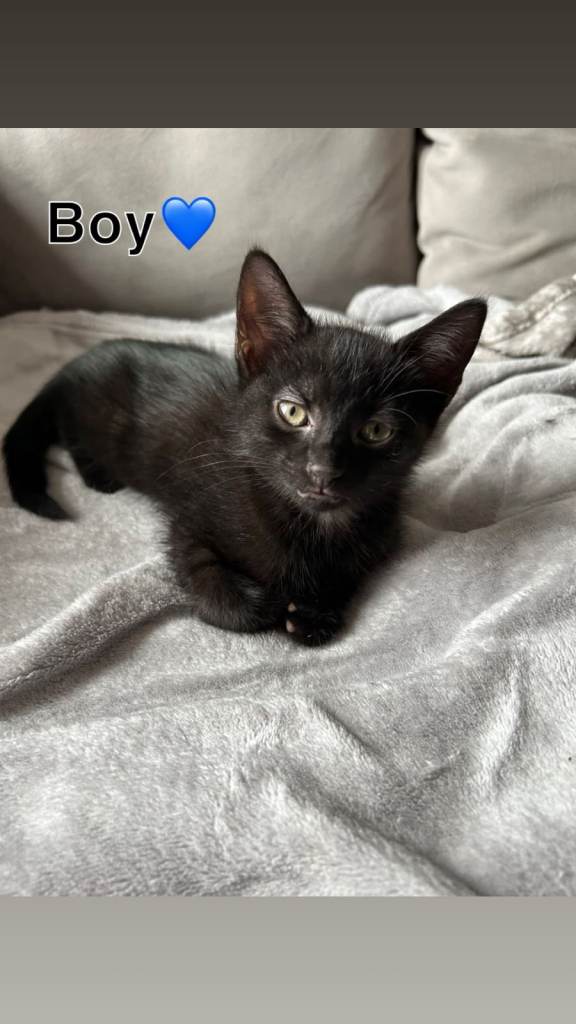 Adorable Black Kittens Looking for New Homes