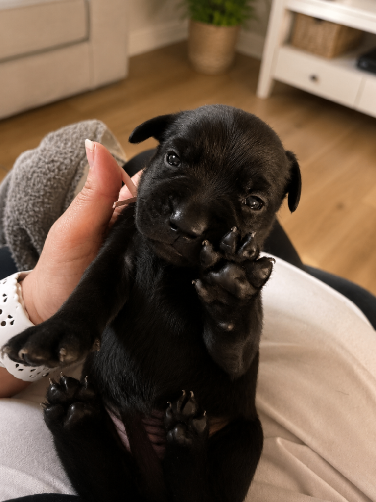 Labrador puppies 