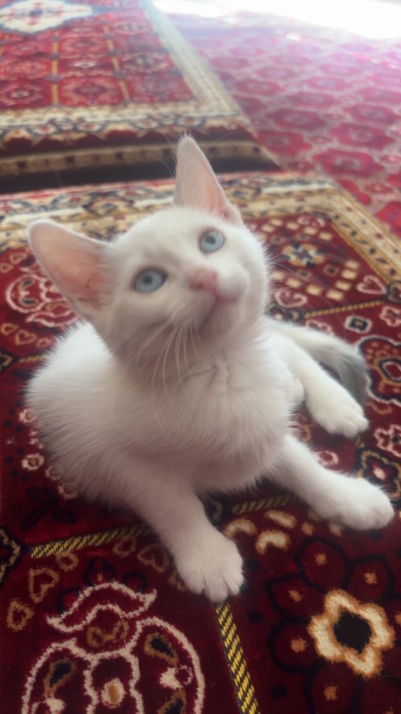 kitten 