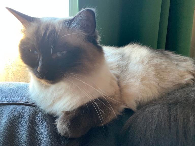 Perdoll Mixed Pointed Ragdoll & Persian 