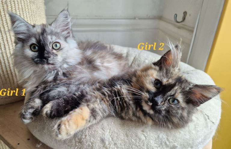 Persian x maine coon 