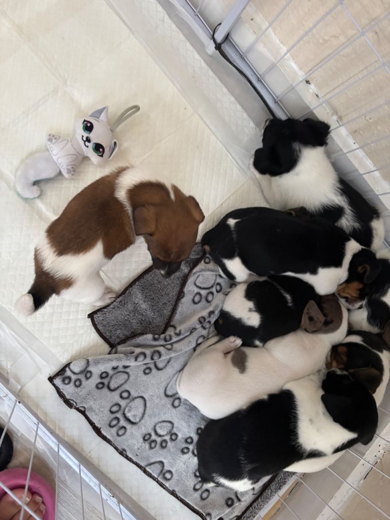 8 traditional Jack Russell pups 