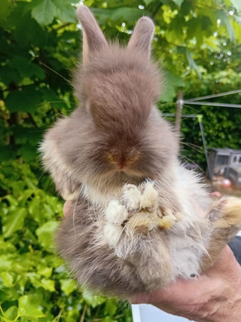 Baby lion head bunnies 