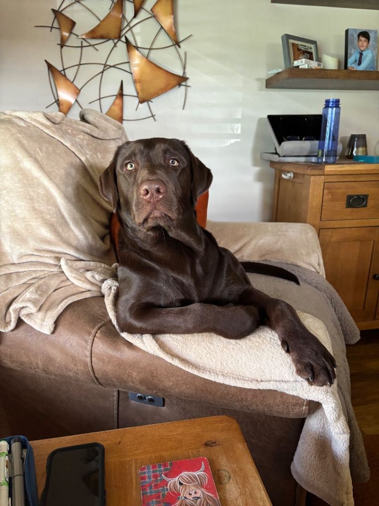 Chocolate male Labrador for sale