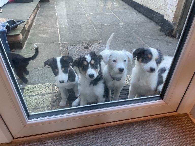 Collie puppies from loving home