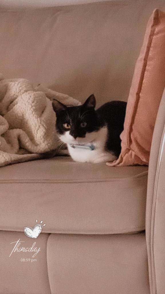 10 month old black and white male