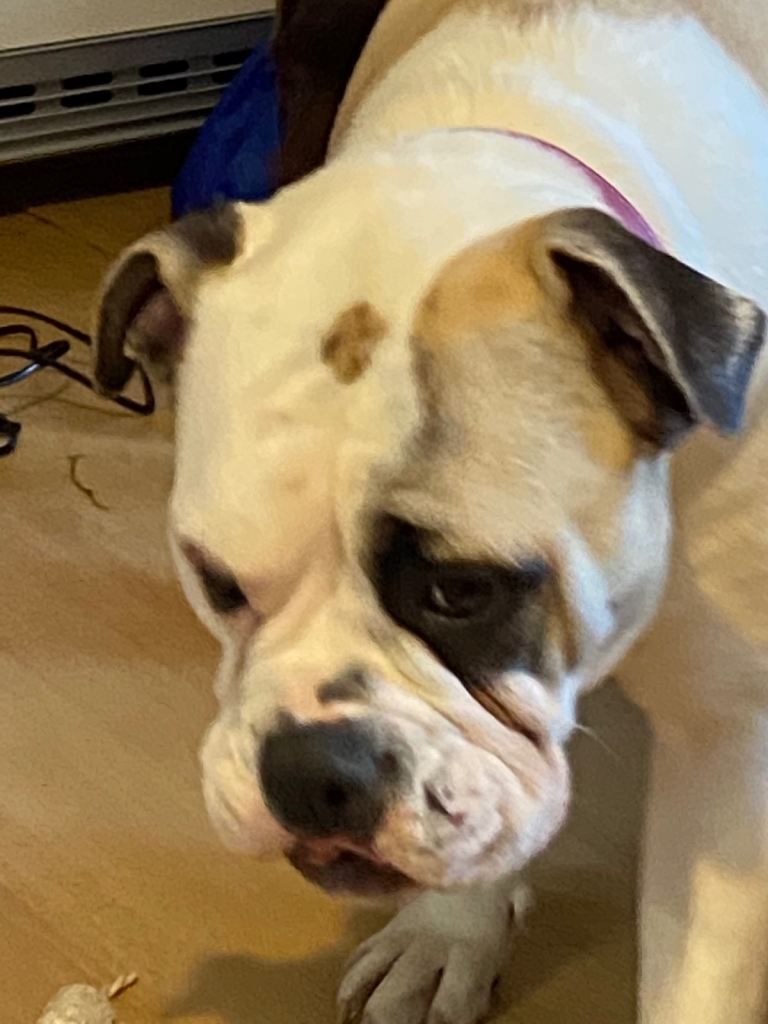 Sensible forever home sought for Alapaha Blue Blood Bulldog