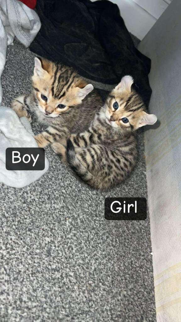 BENGAL KITTENS READY FOR A NEW HOME