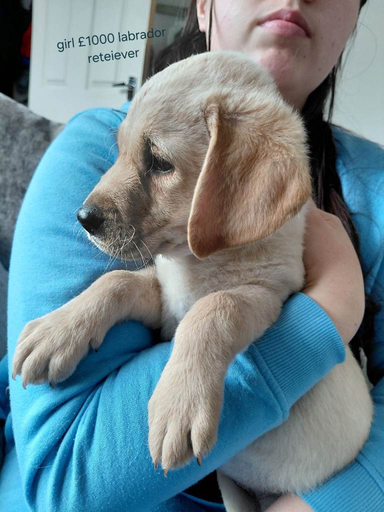 1 GIRL REMAINING READY TO LEAVE LABRADOR RETRIEVER