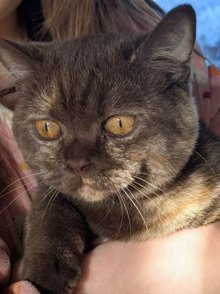 British shorthair kitten .