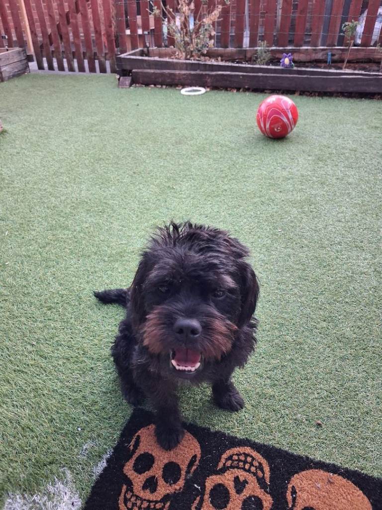 Frenchiepoo to Rehome