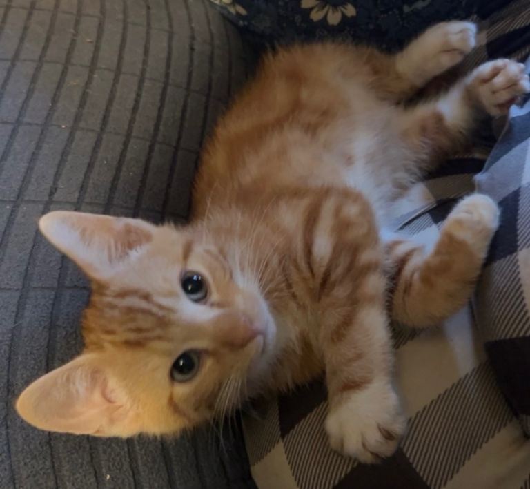 Gorgeous Ginger and white male kitten