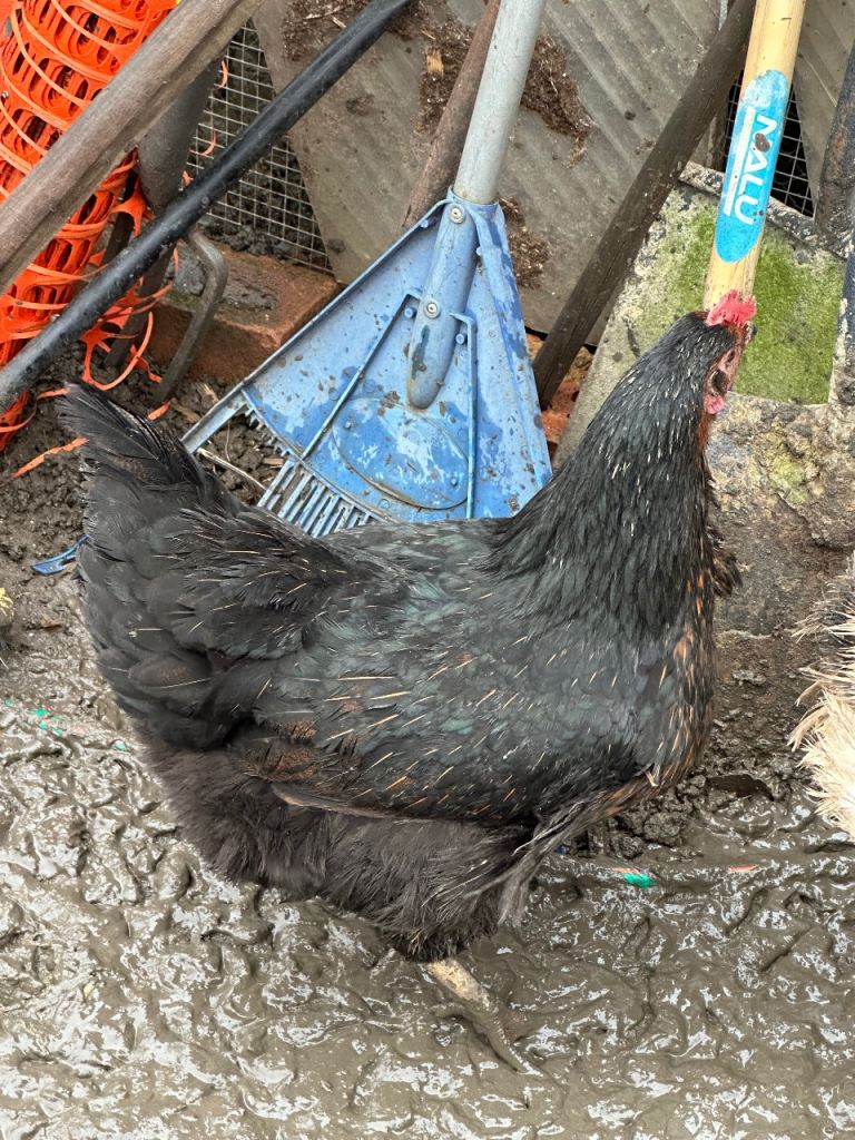 Young less than 1 year old chickens