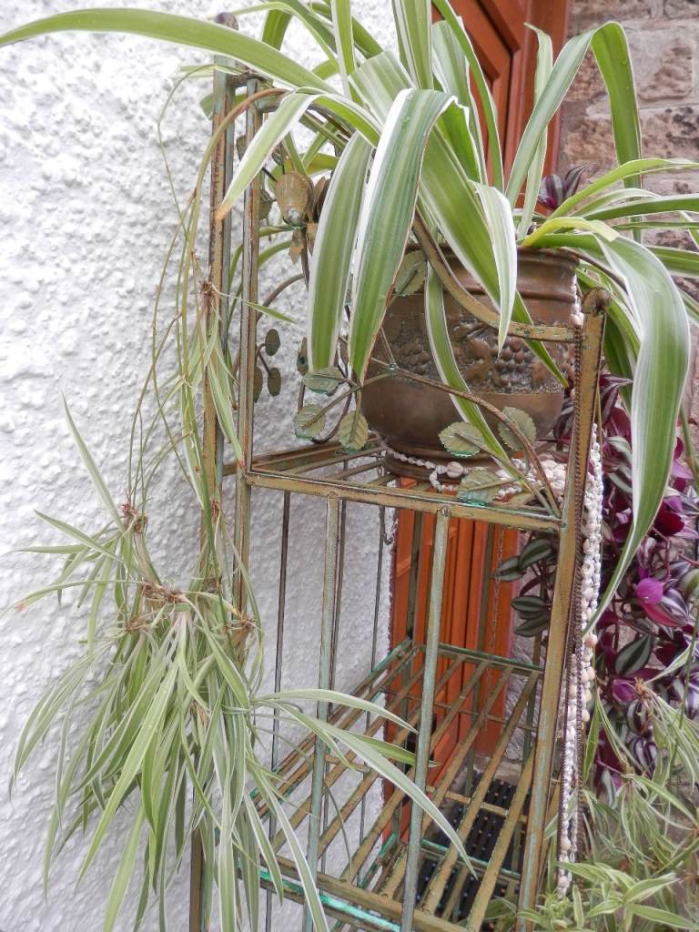 House Plant Mature Spider Plant Large Chlorophytum