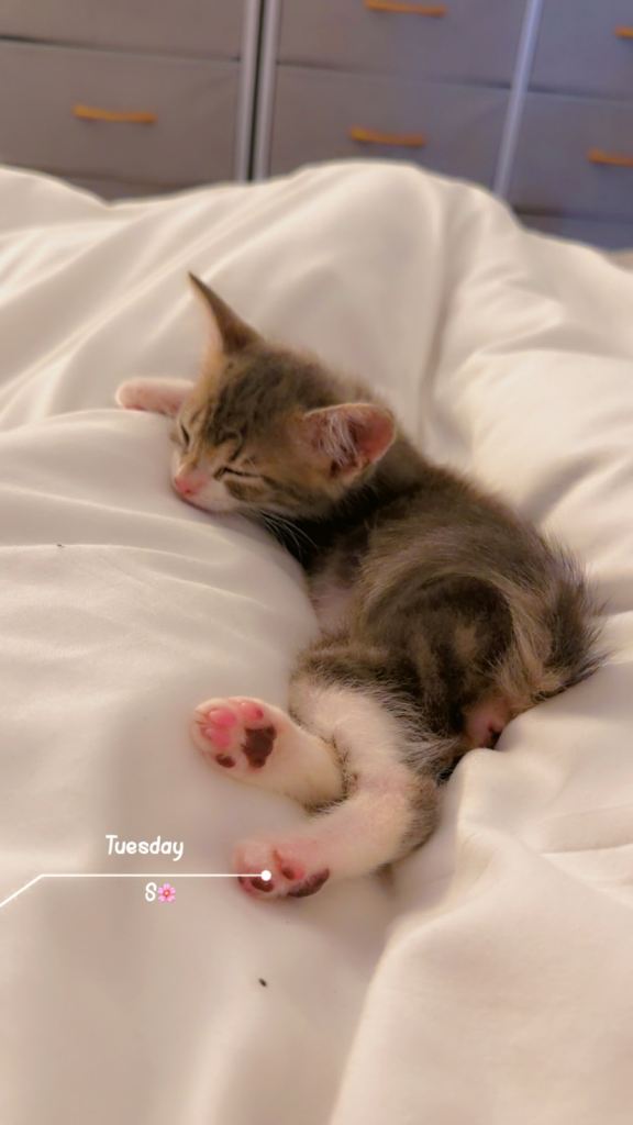 Kitten
