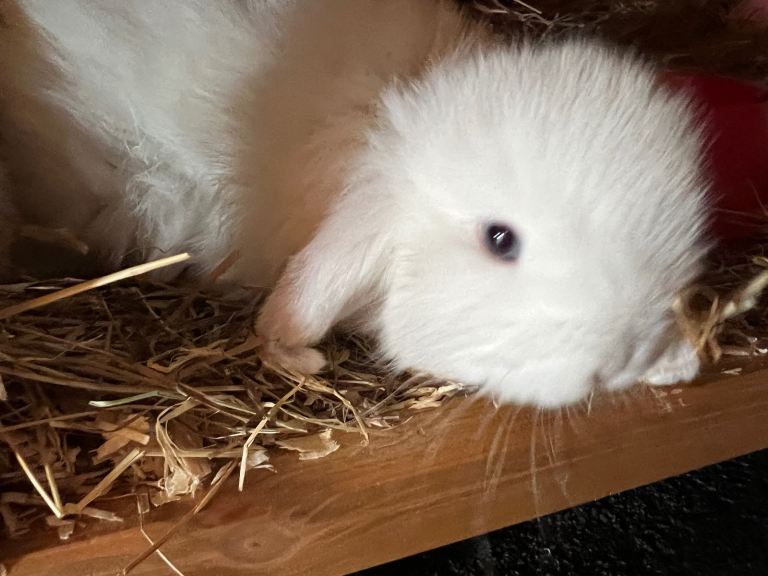 Baby rabbits 