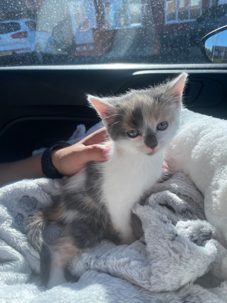 Female kitten 