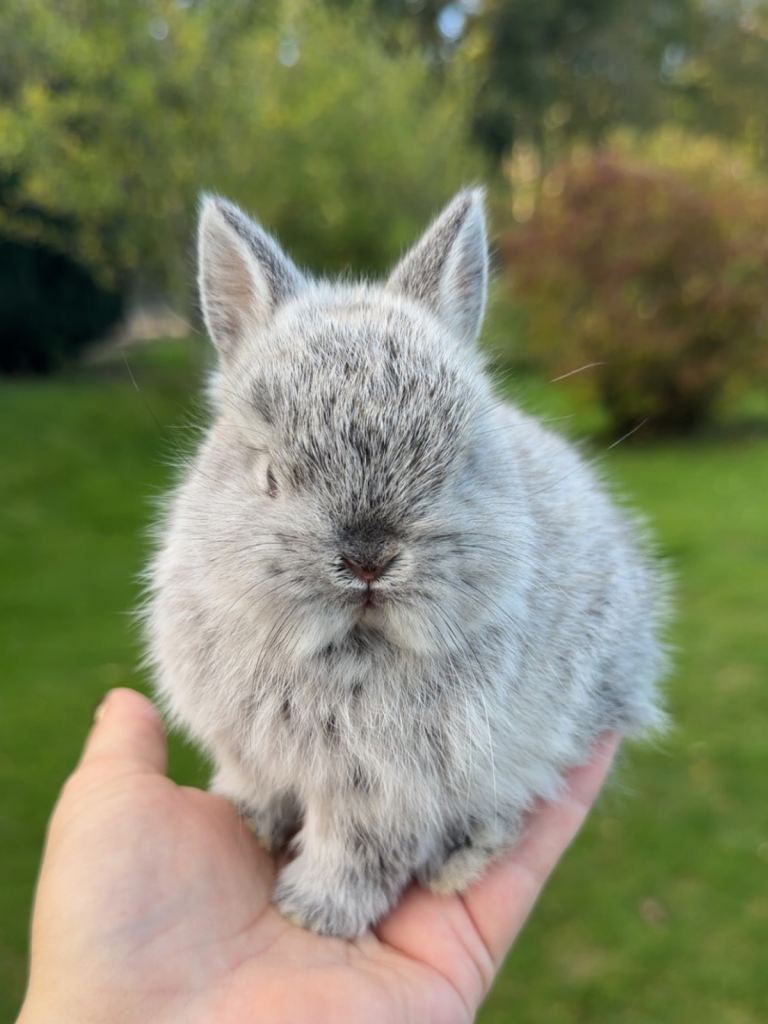 Netherland dwarf rabbit 