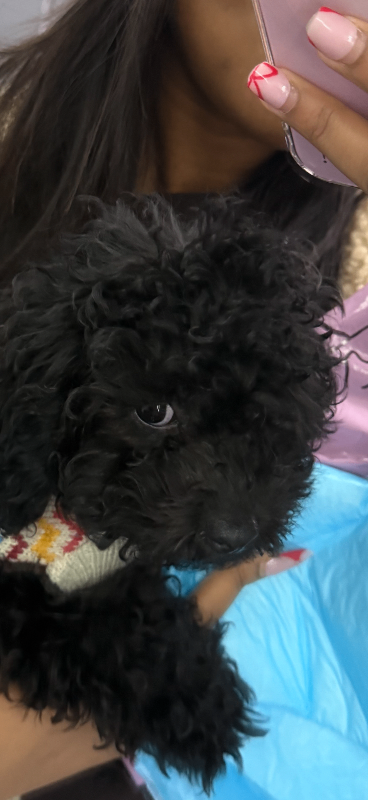 Adorable Female Cavapoo Puppy for Sale 