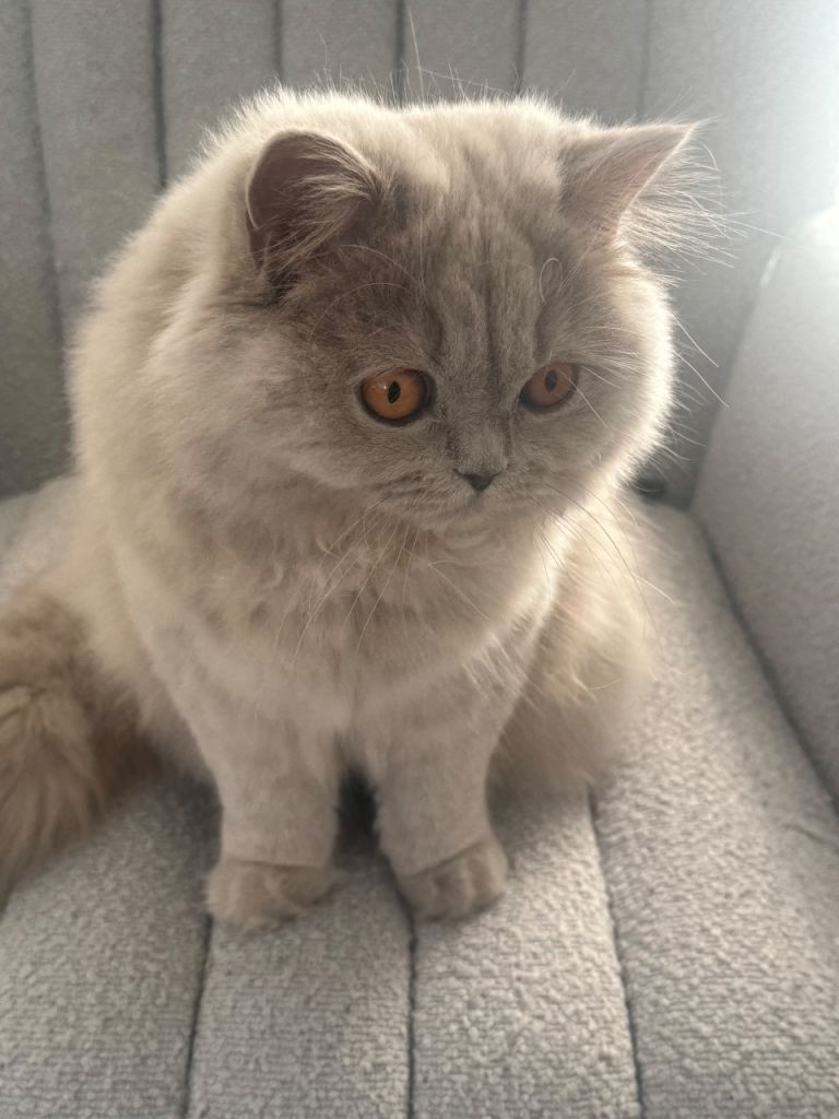 British longhair 