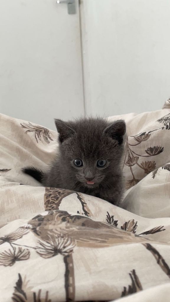Grey Male kitten 