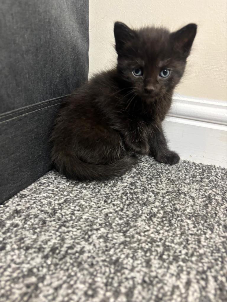Kittens