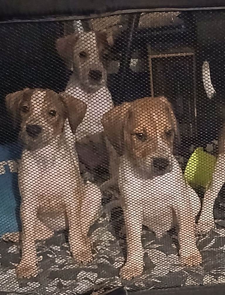 Beautiful puppies ready for there forever homes 